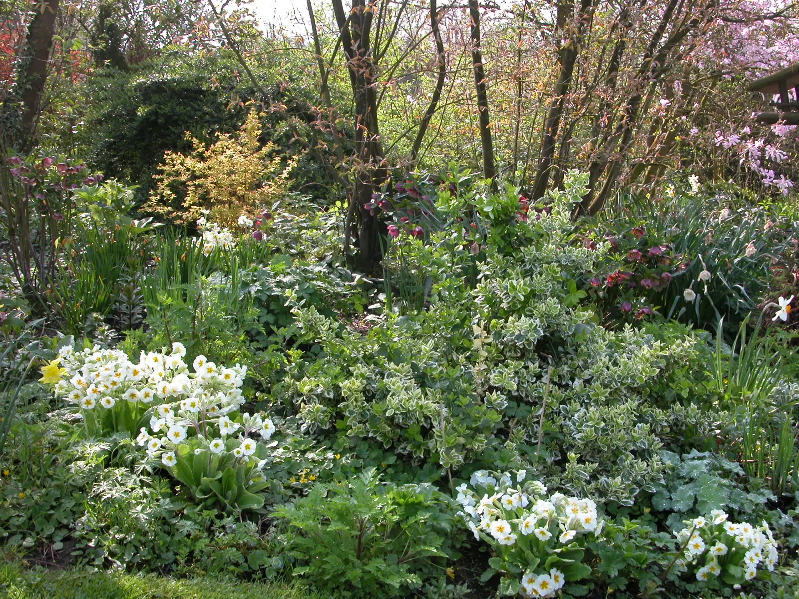 DSCN7284 jardin de sylvie fontaine au printemps