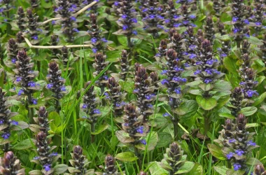 AJUGA reptans