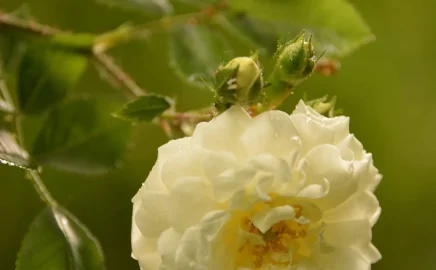 DSC_1246-r