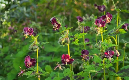GERANIUM PHAEUM Samobor