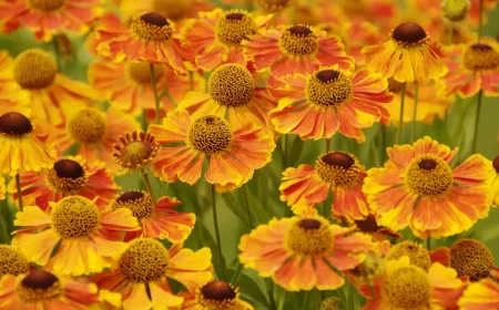 HELENIUM_1_hybride_Waltraut_juin_09_0587