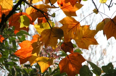 LIRIODENDRON_2735_nov_06-r