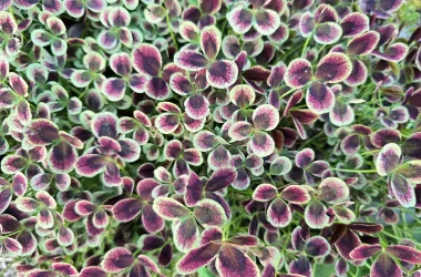 TRIFOLIUM